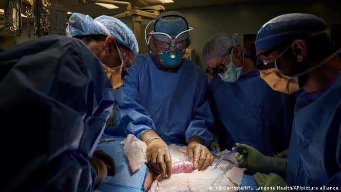 Argentina, en camino a producir  animales para trasplantes de órganos