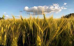 Por conflicto Rusia-Ucrania, el trigo marcó una escalada histórica y tensiona los precios internos