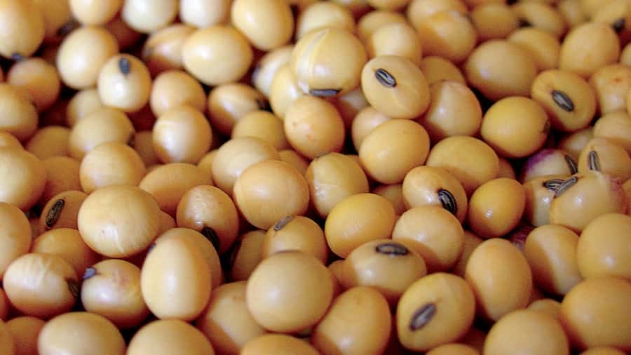 China aprobó la importación y comercialización de soja argentina tolerante a la sequía