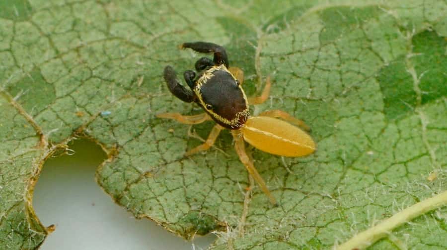 "Patoruzito", la nueva especie de araña descubierta en Misiones