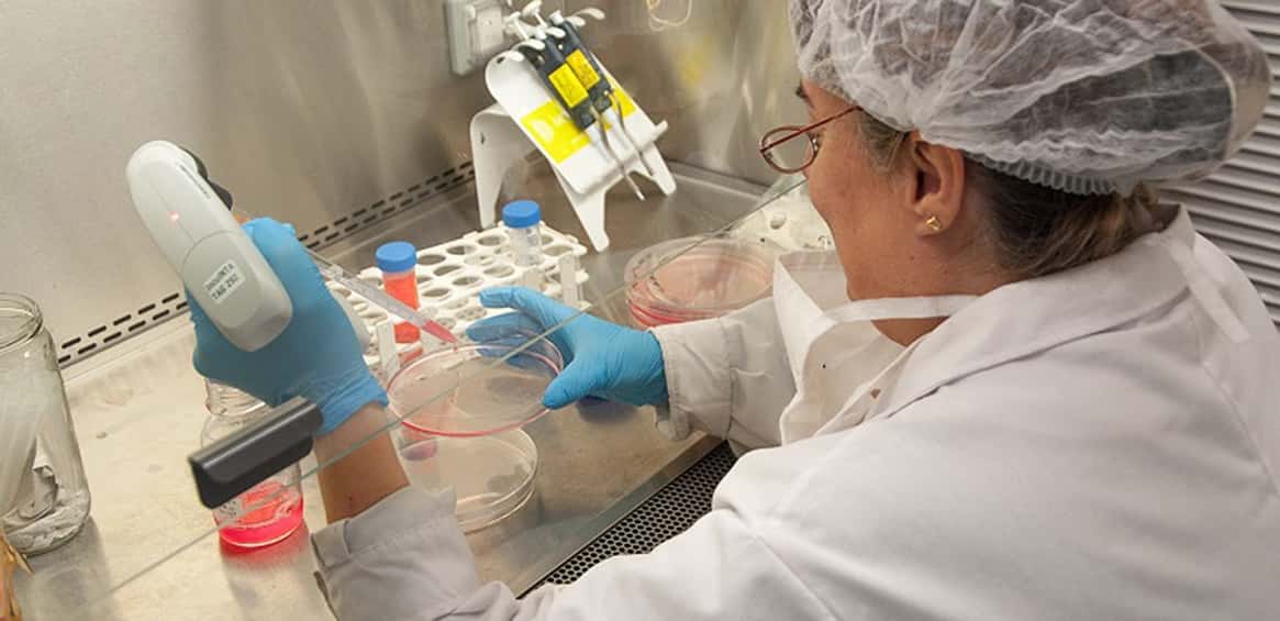 Investigadores del INTA obtienen una vacuna contra la Escherichia coli en bovinos