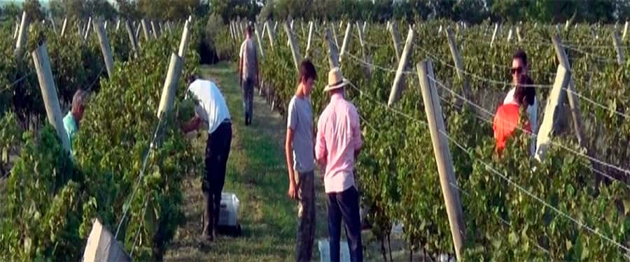 Censarán a establecimientos vitivinícolas de Entre Ríos