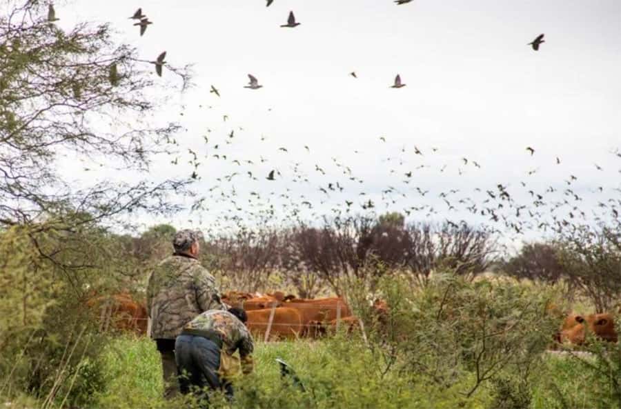 La Provincia les otorga privilegios a los extranjeros para cazar animales autóctonos