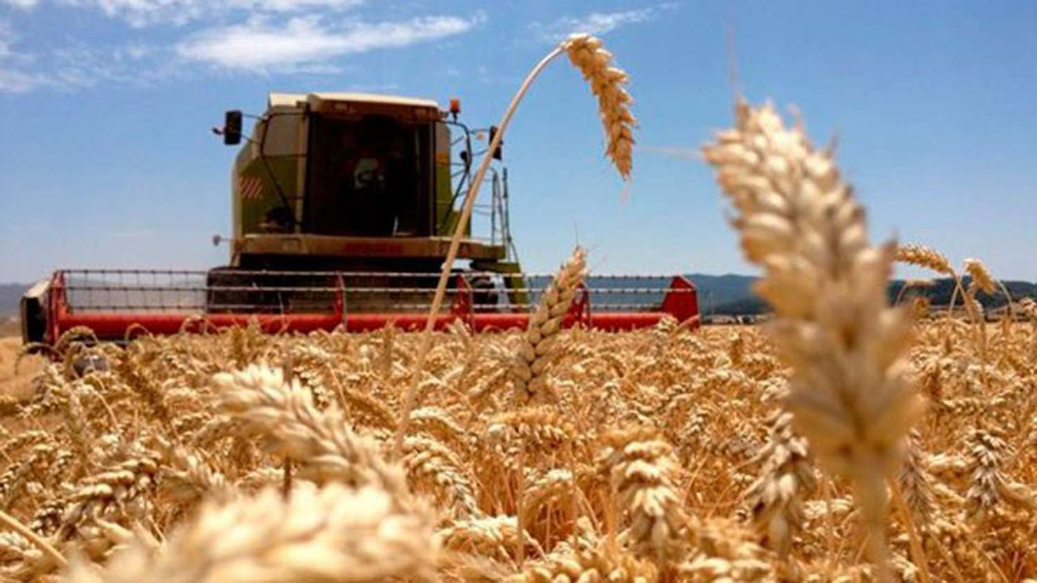Nuevo recorte de 100.000 has: Proyectan la siembra de trigo en 6,2 millones de hectáreas