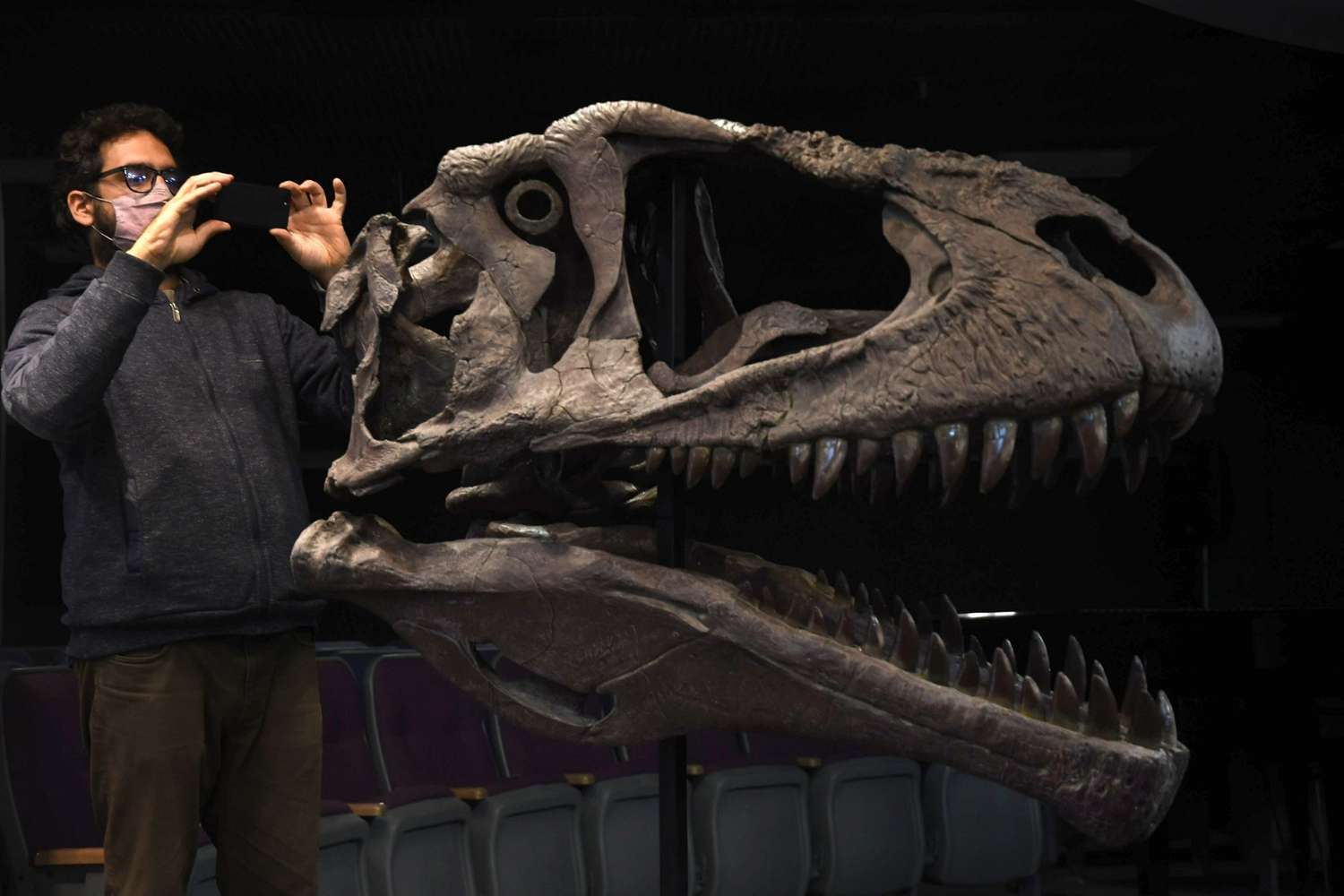 Presentaron a Meraxes, un nuevo dinosaurio carnívoro gigante hallado en el país