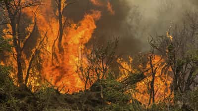 Buenos Aires envía 30  brigadistas a Chubut  para ayudar a combatir  el incendio forestal