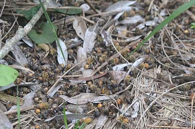 Aparecieron cientos de  miles de abejas muertas en  inmediaciones a UPM Botnia