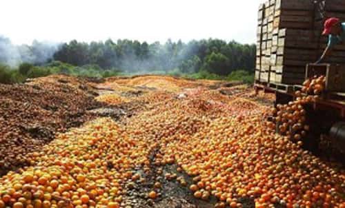 Productores tiraron toneladas de naranjas a un basurero