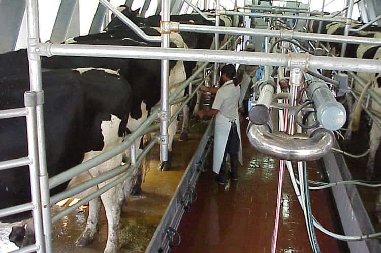 Los tamberos anunciaron posibles protestas contra la industria láctea y supermercados