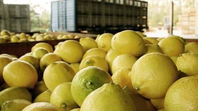 Estados Unidos suspende importación de limones argentinos