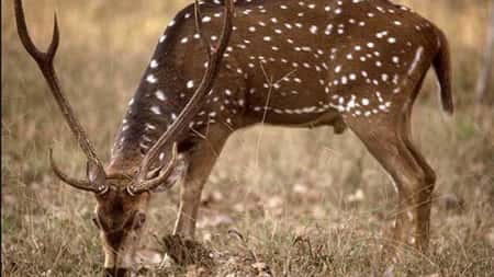  Autorizan cazar el ciervo axis y el jabalí durante todo el año en toda la provincia