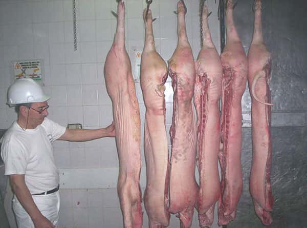 La producción de cerdos, complicada por  el aumento del maíz y las importaciones 