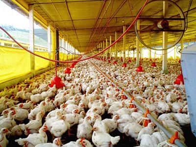  La avicultura, en constante expansión
