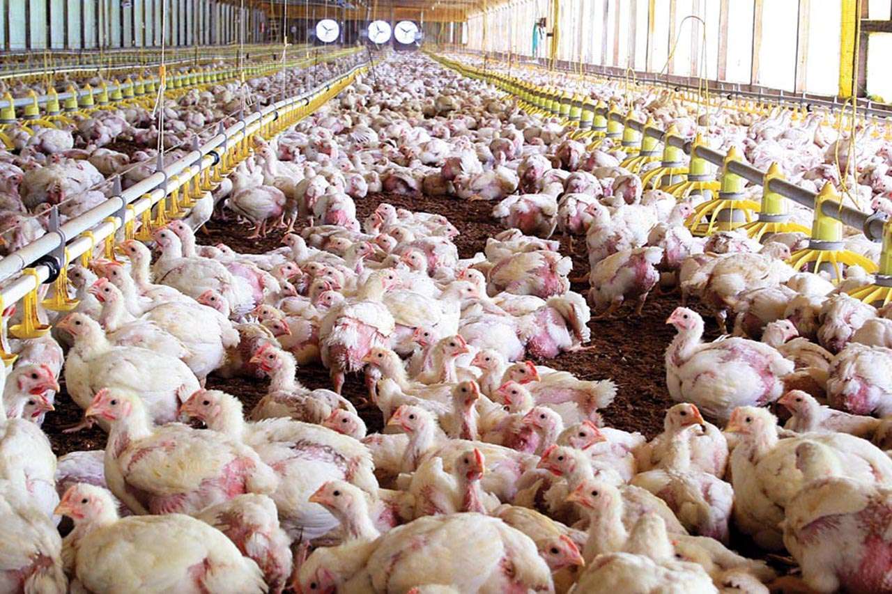 Notable incremento de granjas avícolas que obtuvieron los certificados ambientales para poder exportar