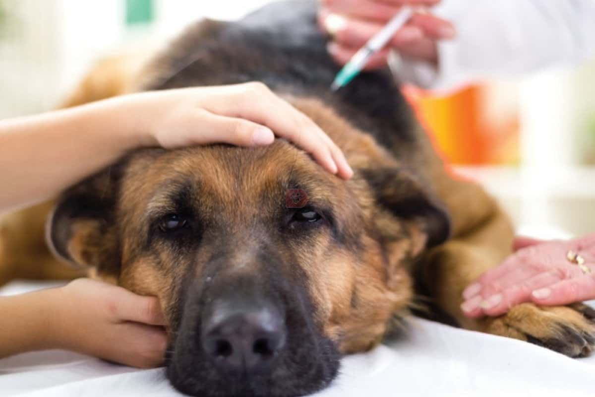 Vacunación antirrábica y desparasitación de mascotas en Barrio Zabalet