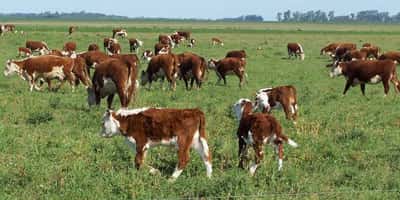 Por la suba del Inmobiliario Rural la ganadería dejaría de ser rentable