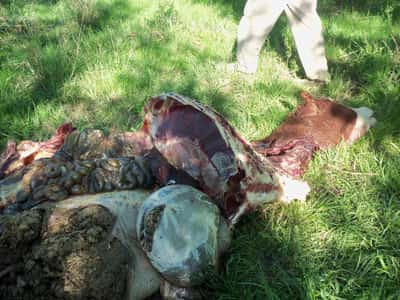 Otros dos novillos fueron ‘carneados en un campo de Costa Uruguay Sur