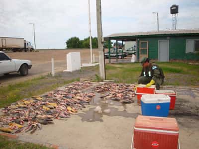 Personal del Escuadrón 56 secuestró centenares de kilos de pescado 