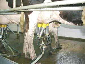 El Gobierno releva  los tambos y fábricas  lácteas entrerrianas