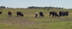 En campos de Larroque  hallan una vaca carneada