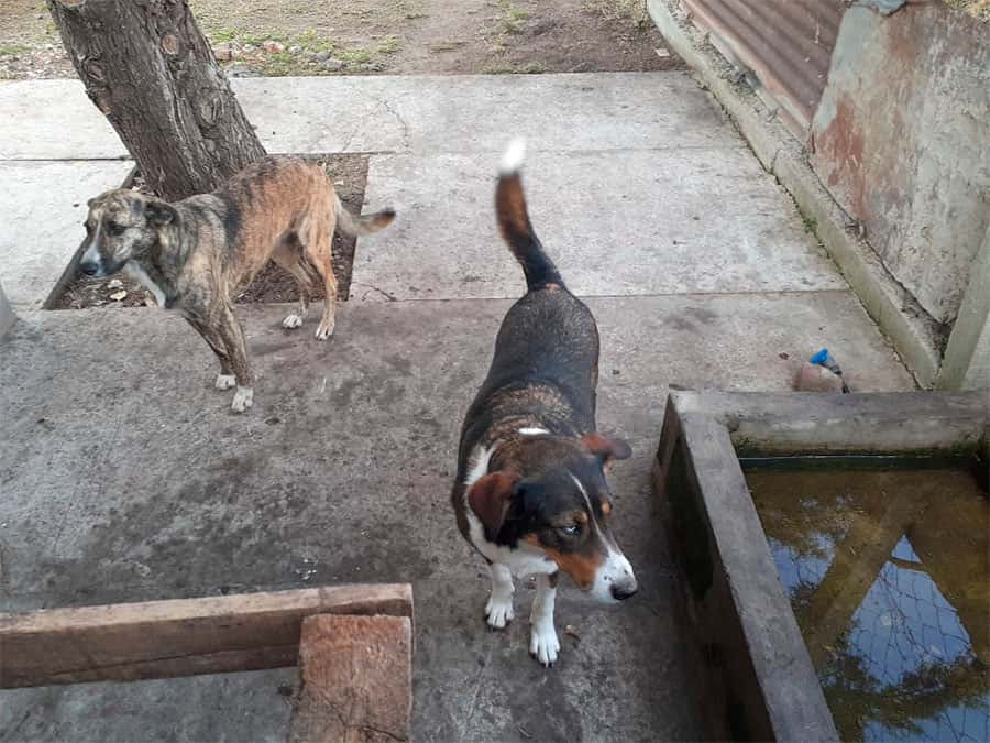 En Larroque se está concientizando sobre la responsabilidad en la tenencia de mascotas.