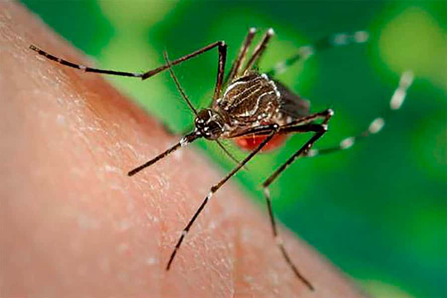 La llegada de los meses más cálidos hace necesario retomar los lineamientos de cuidado para controlar la proliferación del mosquito transmisor del Dengue.