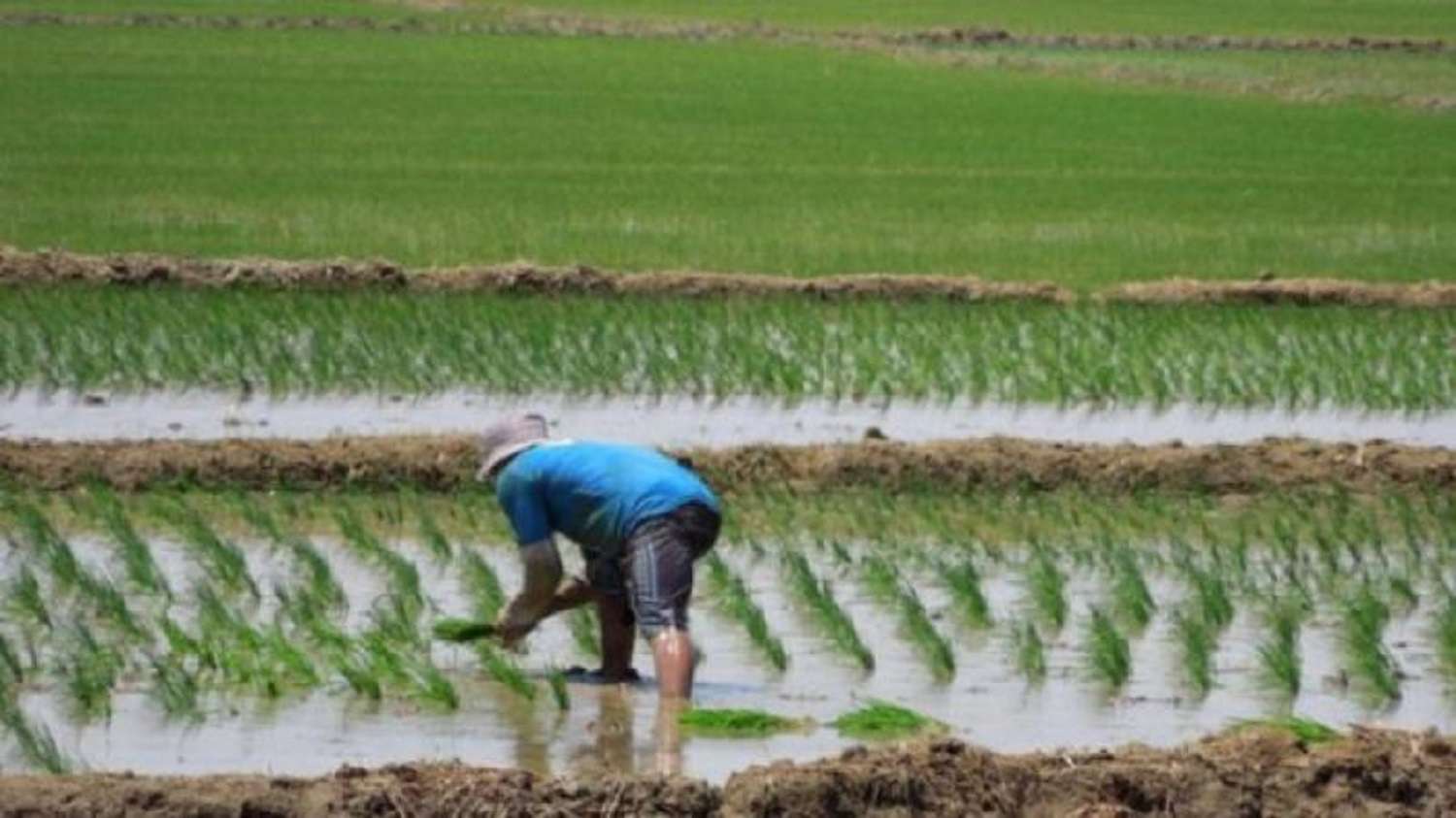 Entre Ríos registra una de las peores siembras de arroz de los últimos 23 años