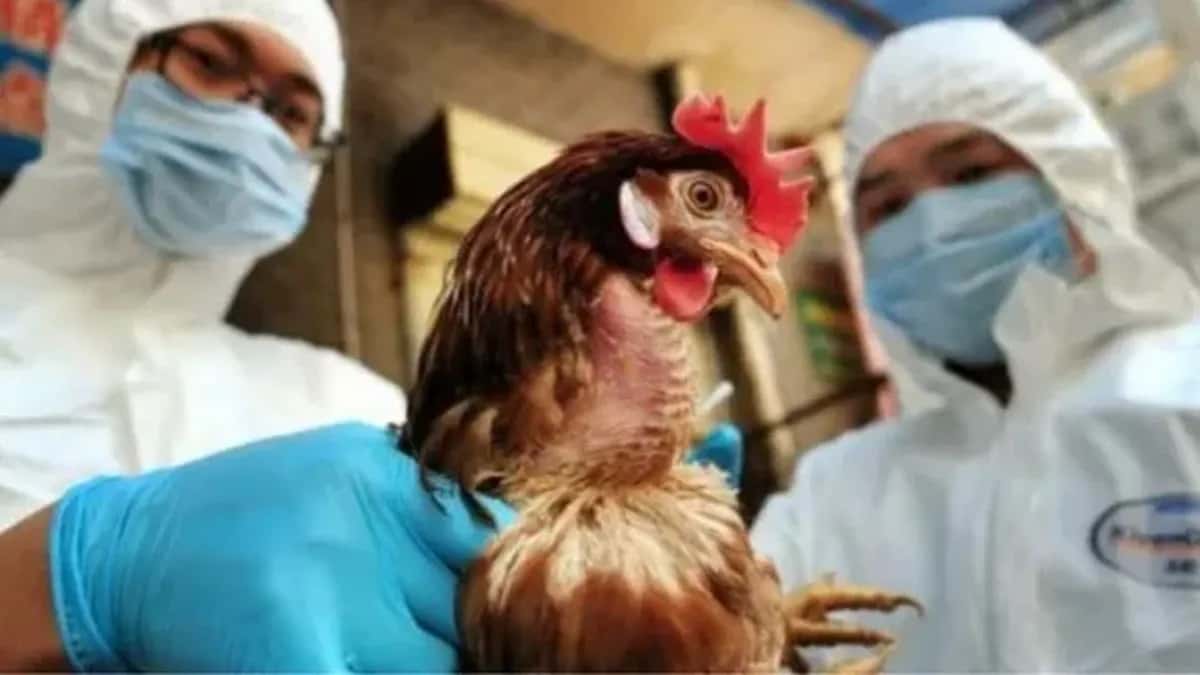“La influenza aviar no representa un problema para la salud de la población en el país” explican los profesionales.