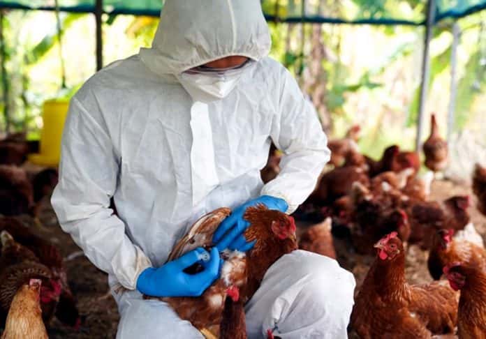 Influenza aviar: Aumentan los controles  en las fronteras de Entre Ríos