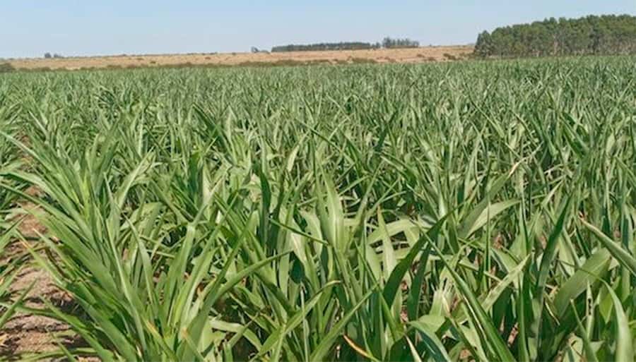 El informe semanal de la Bolsa de Cereales de Entre Ríos muestra que la gran mayoría del territorio provincial refleja condiciones de sequía.