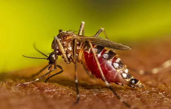 Récord del dengue en Argentina: más de 41.000 casos y 32 muertos