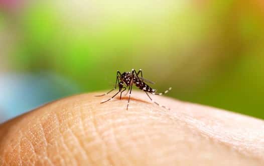 Hay 135 casos de dengue en la provincia y 120 son de Paraná