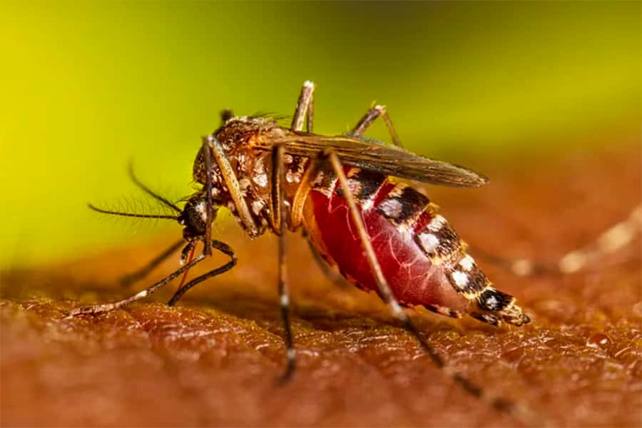 Se confirmaron dos nuevos casos de dengue en Entre Ríos