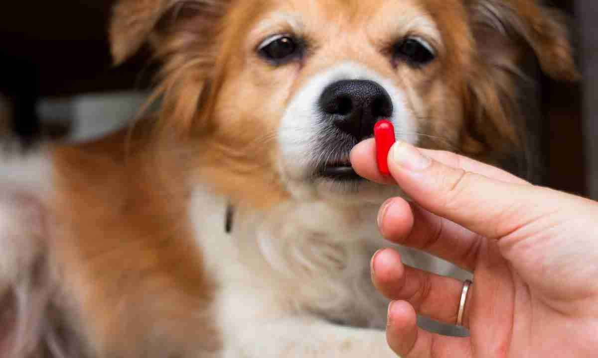 Habilitaron a las farmacias a Vender medicamentos recetados por veterinarios para uso en animales