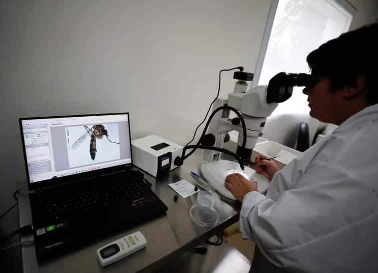 Cómo es la técnica argentina con radiación nuclear para esterilizar al mosquito del dengue