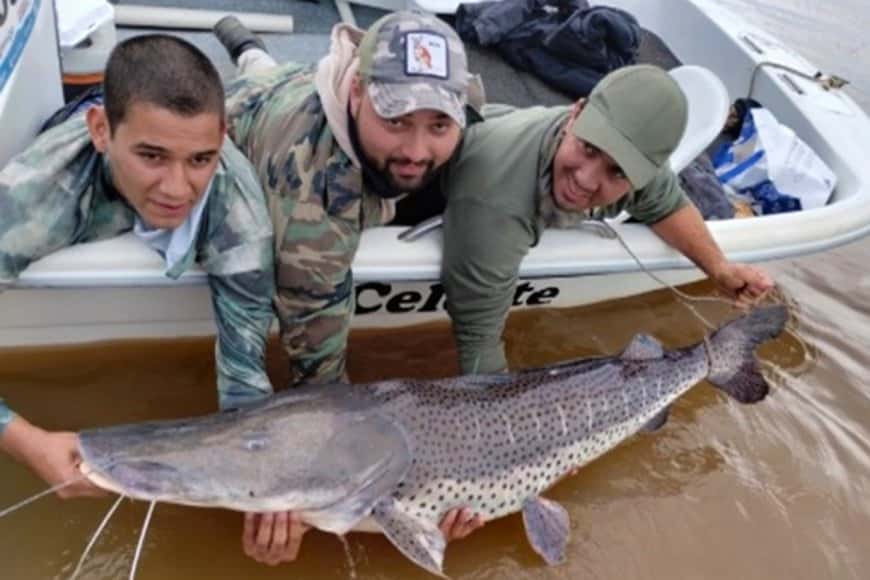 Recompensan a quienes pesquen ejemplares marcados de surubí en el río Uruguay