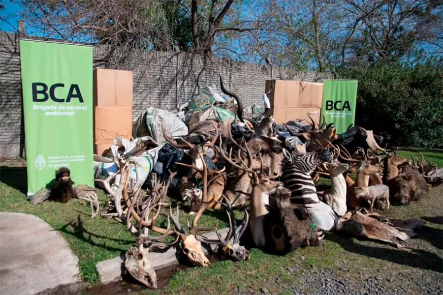 Miles de trofeos de caza provenientes del tráfico de fauna silvestre fueron destruidos.