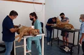 El área de Veterinaria ofrecerá castraciones para perros y gatos. Foto: Municipalidad de Gualeguaychú.