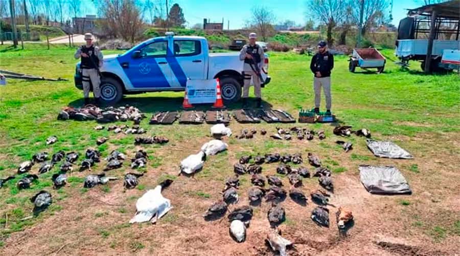Los cazadores ilegales fueron imputados por el fiscal por infracción a la Ley Nacional de Conservación de la Fauna.