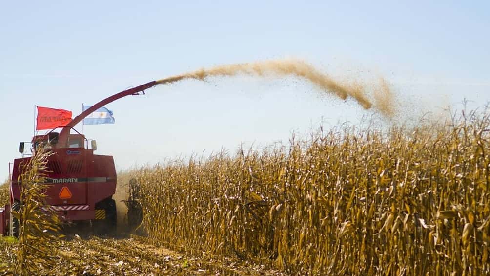 La producción total de granos crecerá 70,4% interanual