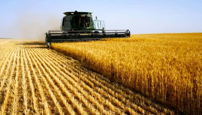 La falta de lluvias afecta al trigo 