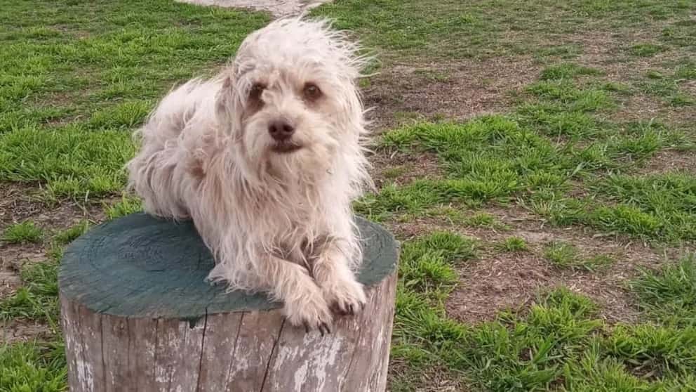 La historia de Benja, el primer perro de asistencia hospitalaria en Argentina
