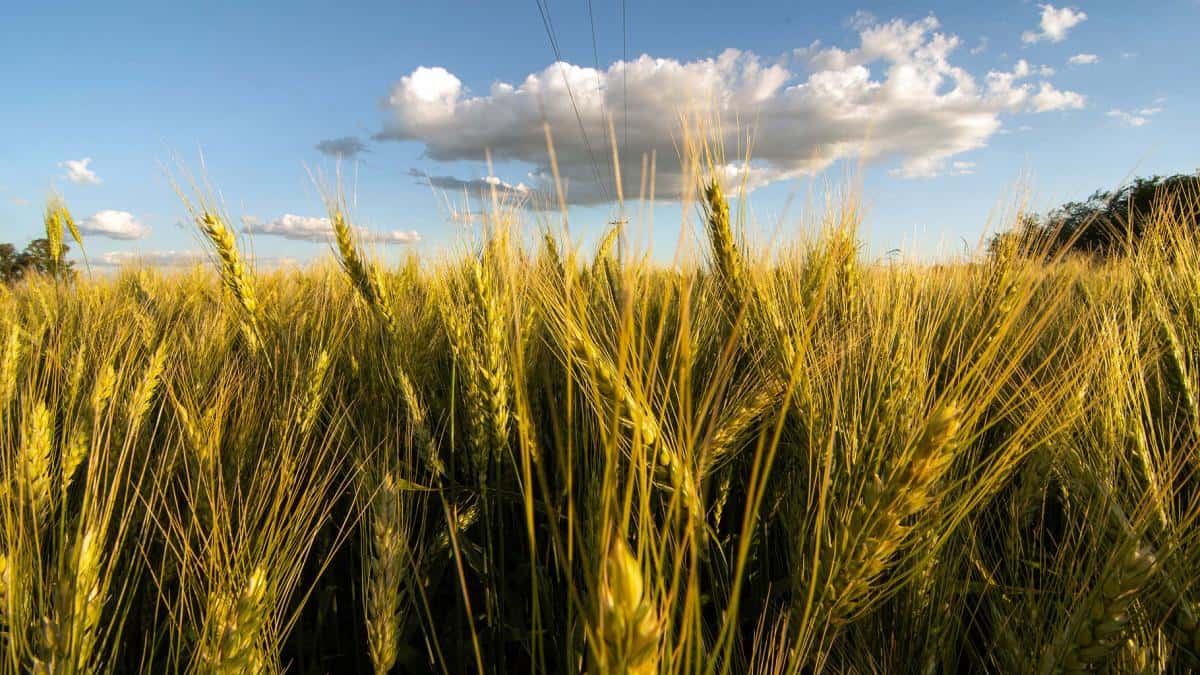 Estiman que las exportaciones de trigo saltarán 108,7% y alcanzarán los US$ 2.240 millones