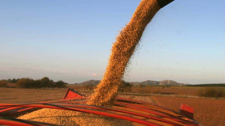 Las lluvias cambiaron el panorama para la soja y el maíz: exportarían US$ 29.000 millones