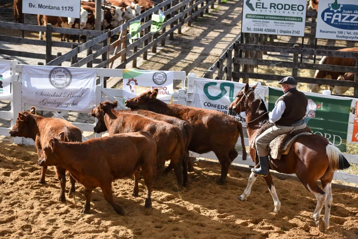 Confirman que los caballos de la Sociedad Rural Gualeguaychú fueron vacunados contra la encefalomielitis