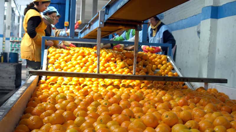 “La citricultura no puede soportar 15% de retenciones”, advirtieron productores entrerrianos