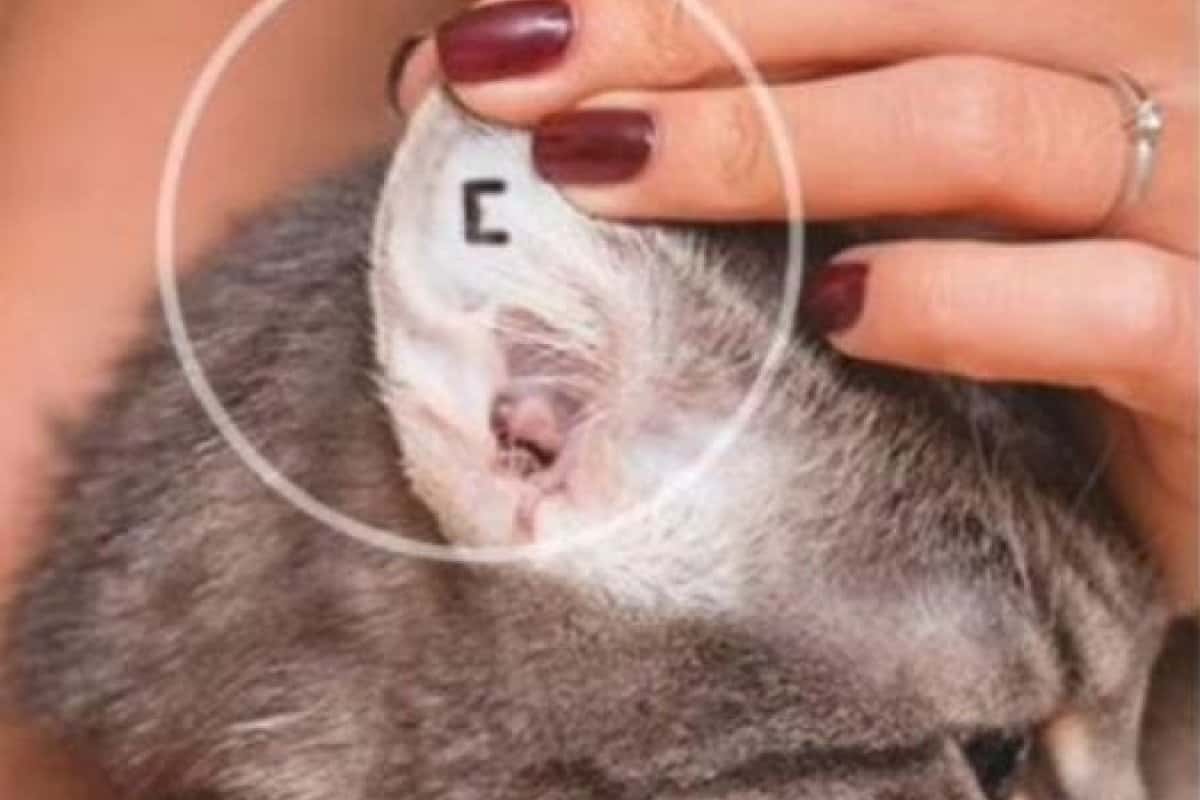 Un tatuaje para identificar mascotas castradas