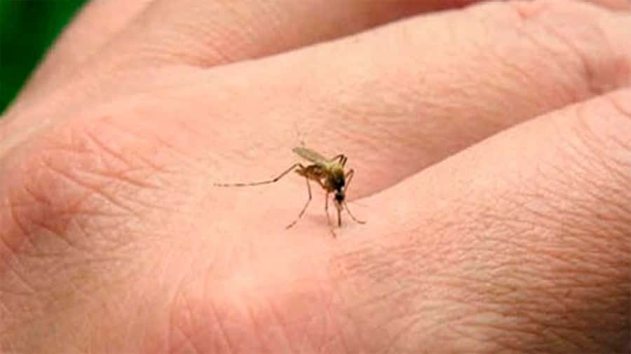 Aumentó un 86 por ciento los casos de dengue en Entre Ríos