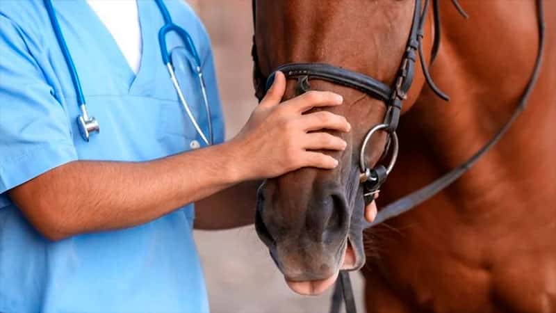 Se confirmó la segunda muerte por el virus que ataca a los caballos