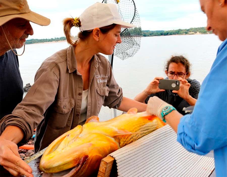 La CARU detectó sustancias prohibidas que perduran en tejidos de peces del río Uruguay